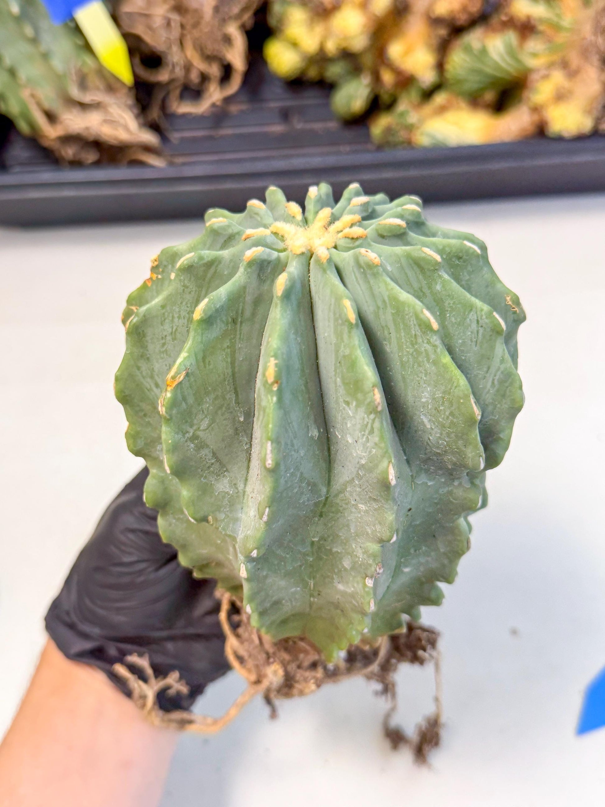 Ferocactus Glaucescens (b) | Rare Cactus
