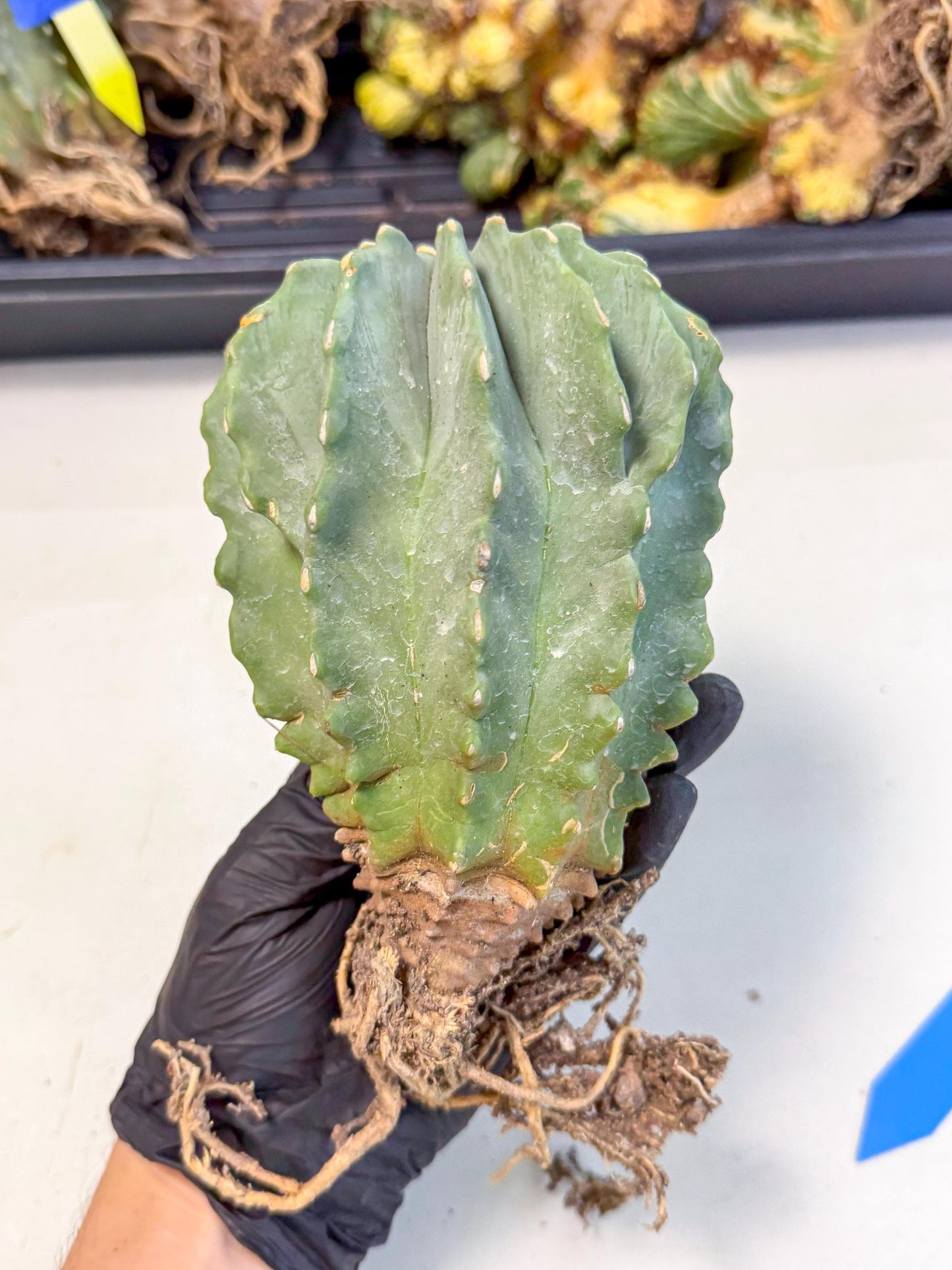 Ferocactus Glaucescens (b) | Rare Cactus