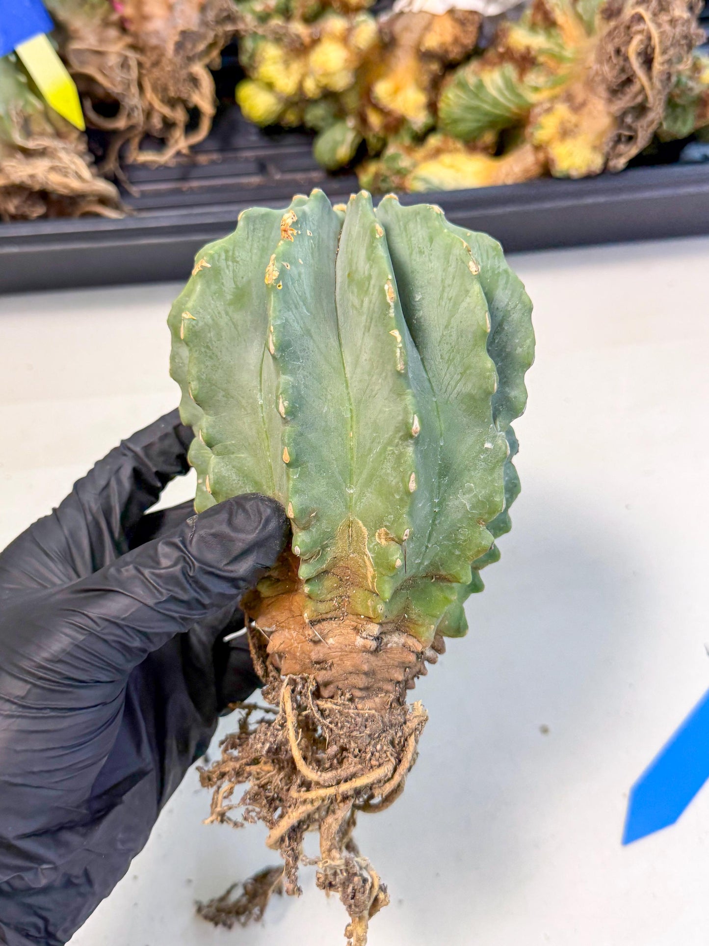 Ferocactus Glaucescens (b) | Rare Cactus