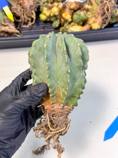 Ferocactus Glaucescens (b) | Rare Cactus