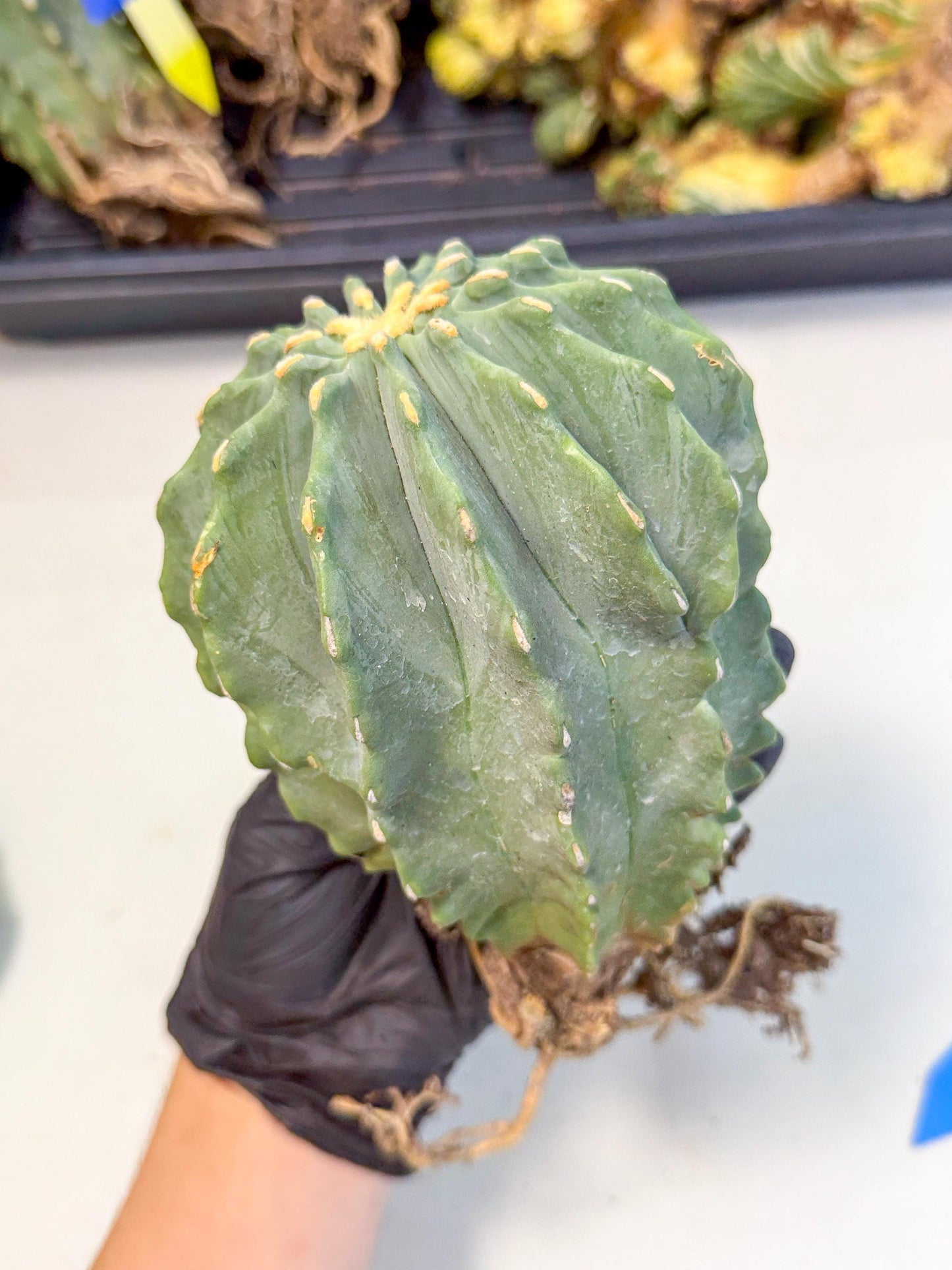 Ferocactus Glaucescens (b) | Rare Cactus