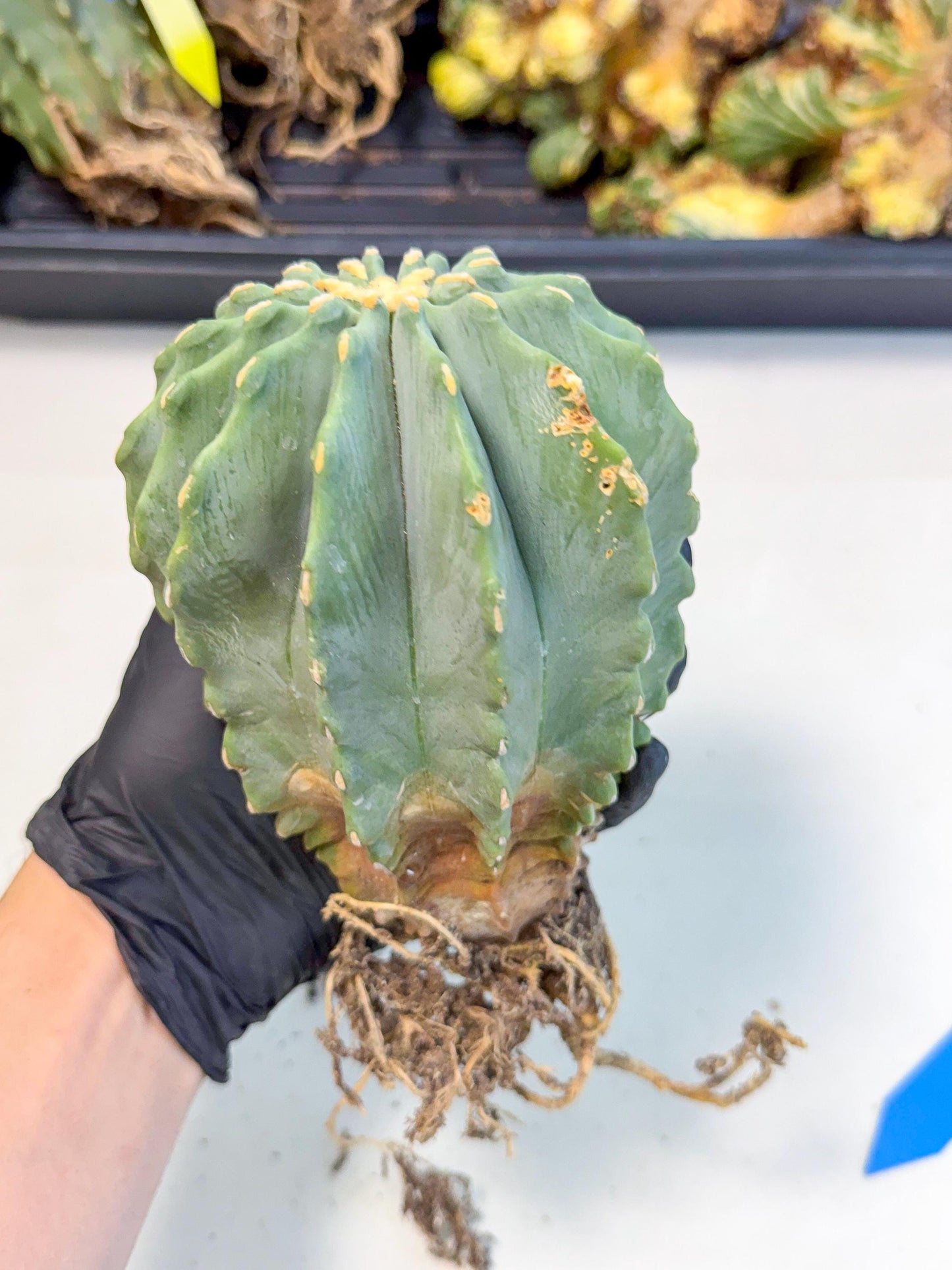 Ferocactus Glaucescens (b) | Rare Cactus