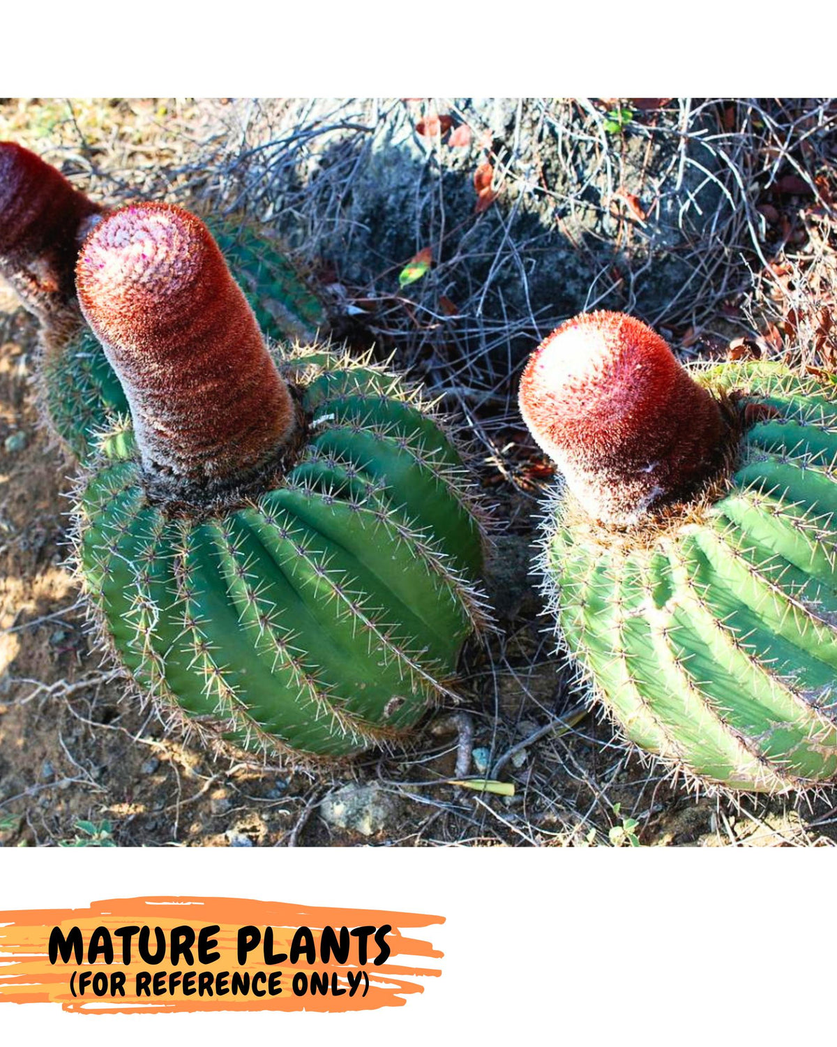 Cereus Geometrizans Matanzanus (g) | House Plant