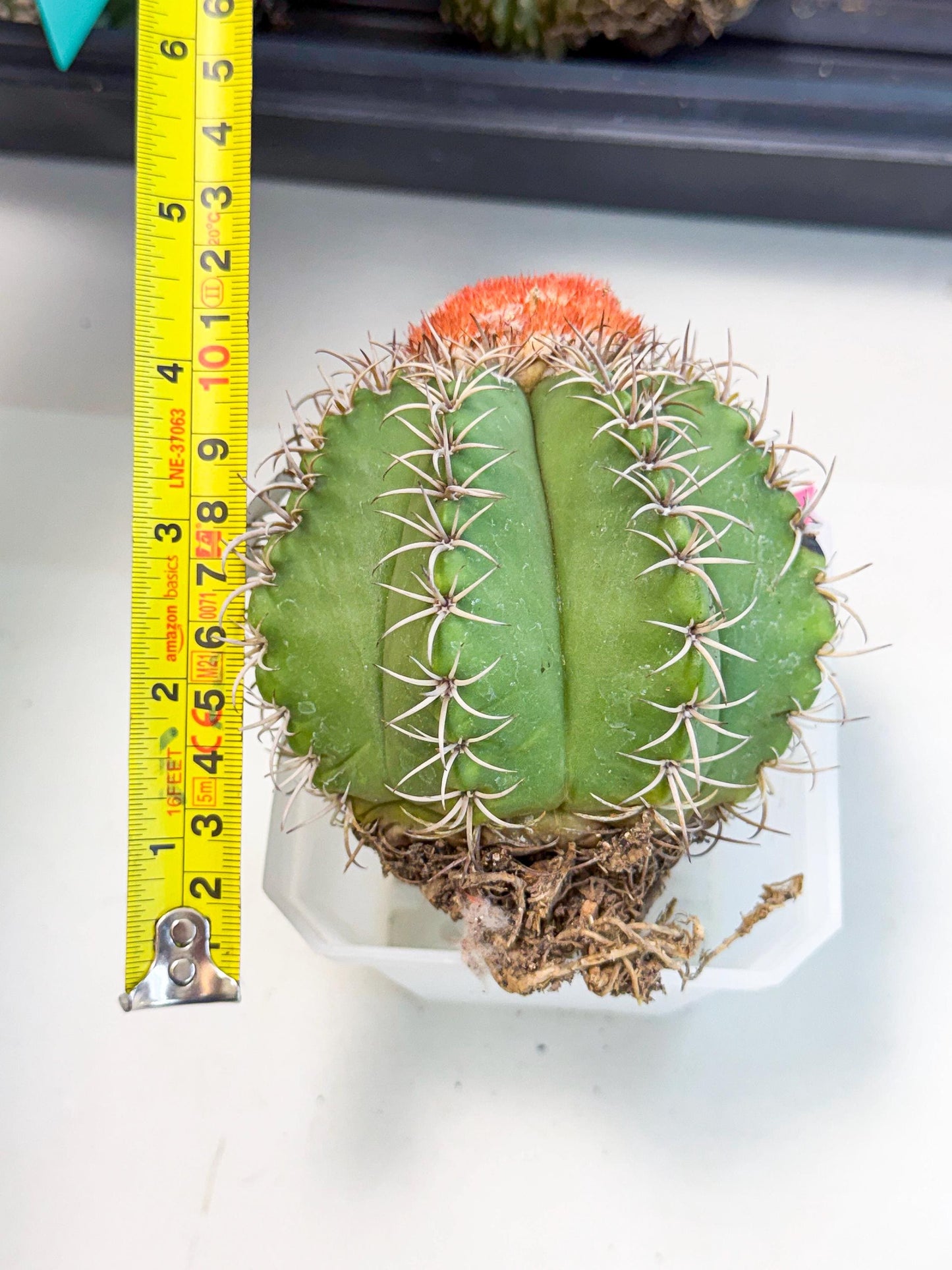 Cereus Geometrizans Matanzanus (p) | House Plant