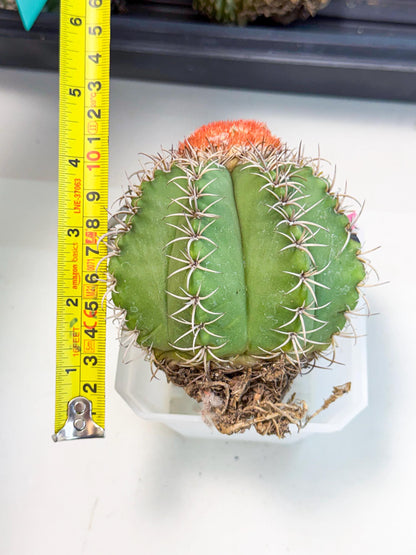 Cereus Geometrizans Matanzanus (p) | House Plant