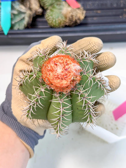Cereus Geometrizans Matanzanus (p) | House Plant