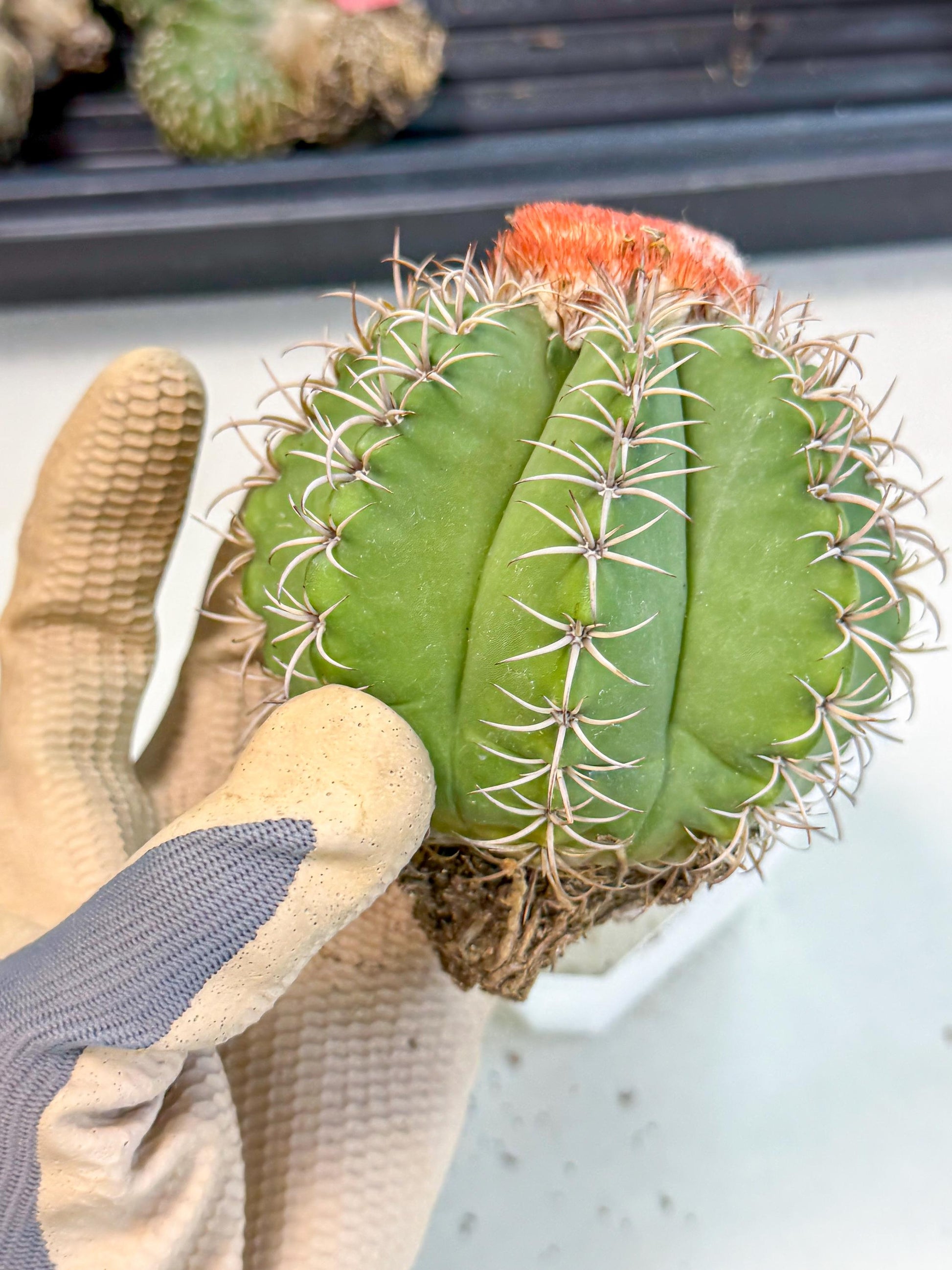 Cereus Geometrizans Matanzanus (p) | House Plant