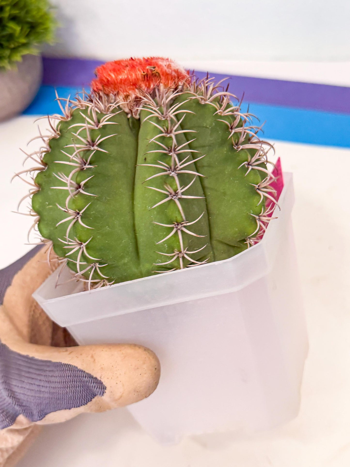 Cereus Geometrizans Matanzanus (p) | House Plant