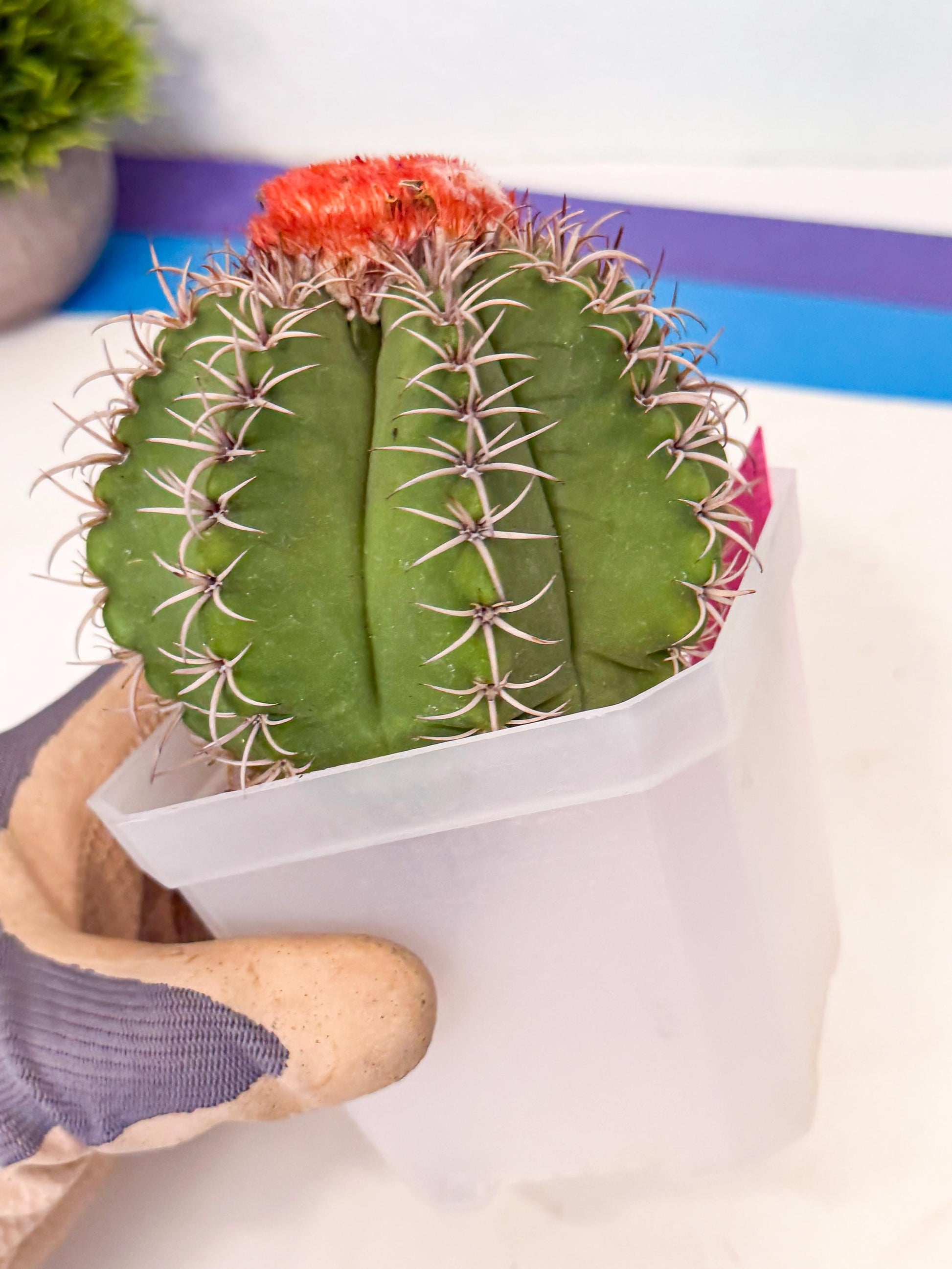 Cereus Geometrizans Matanzanus (p) | House Plant