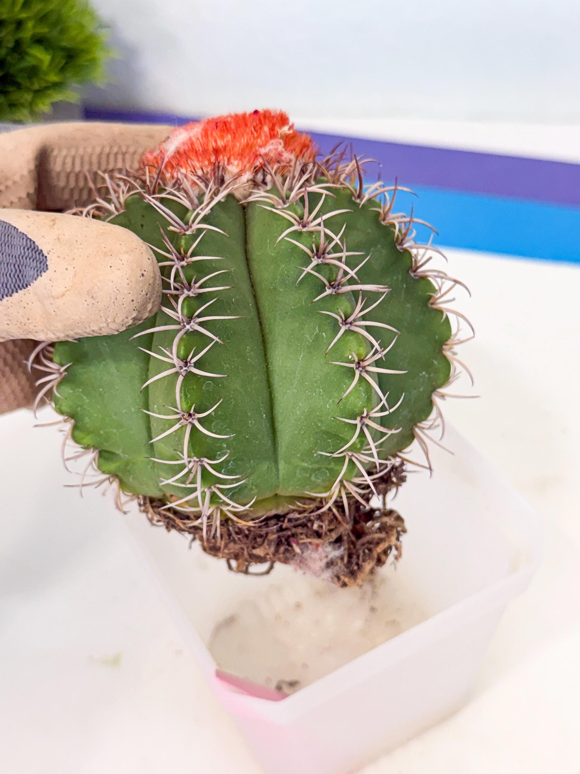 Cereus Geometrizans Matanzanus (p) | House Plant