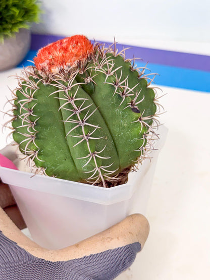 Cereus Geometrizans Matanzanus (p) | House Plant
