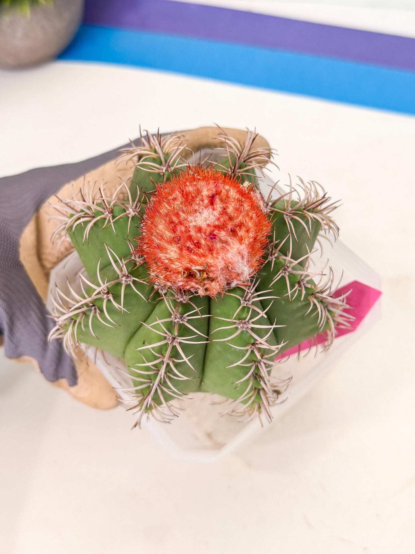 Cereus Geometrizans Matanzanus (p) | House Plant
