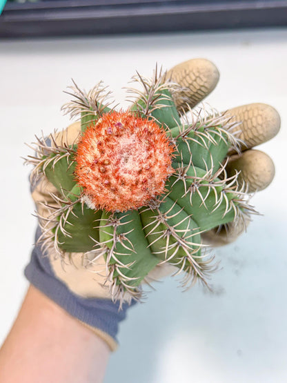 Cereus Geometrizans Matanzanus (g) | House Plant