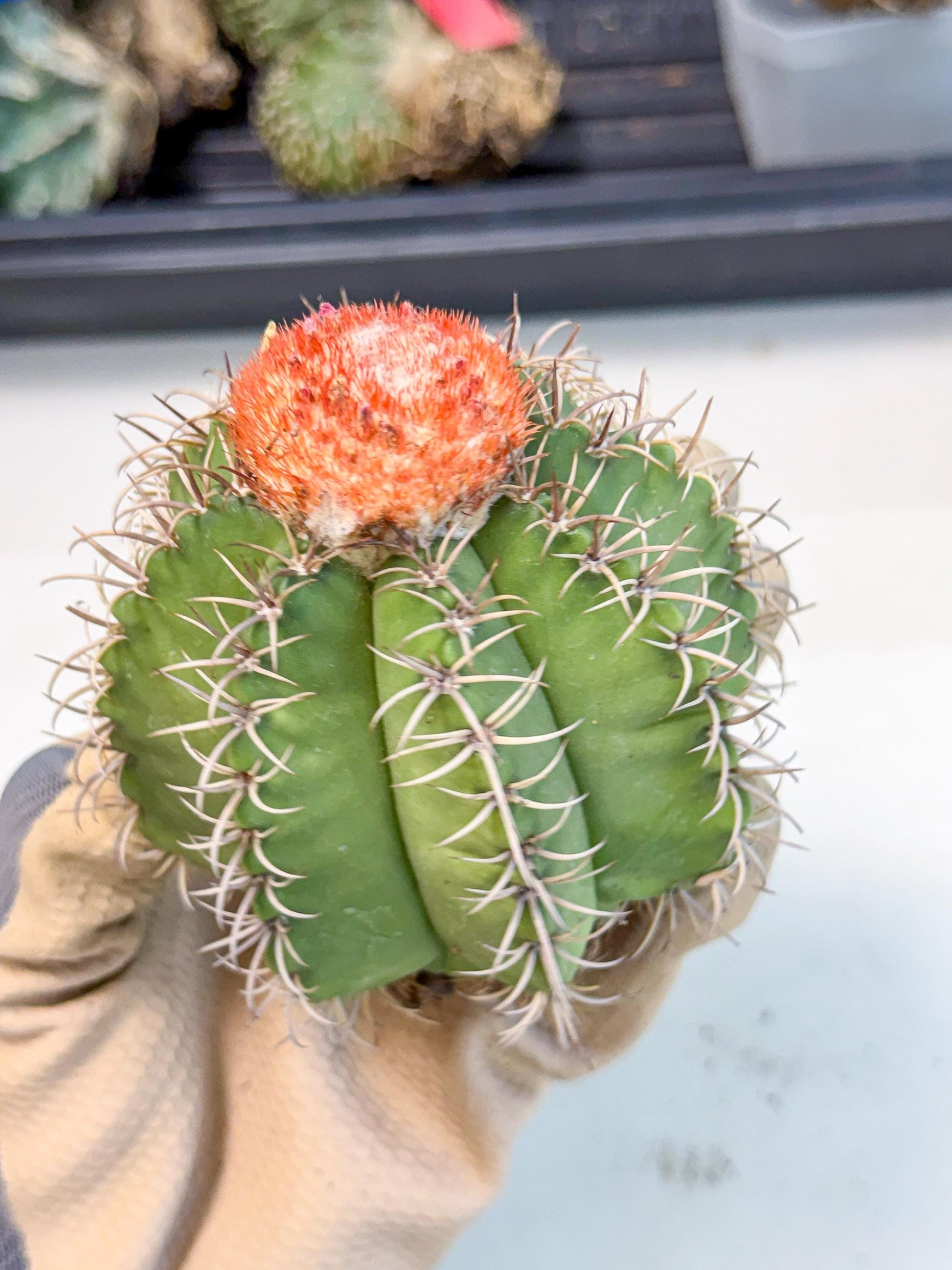 Cereus Geometrizans Matanzanus (g) | House Plant