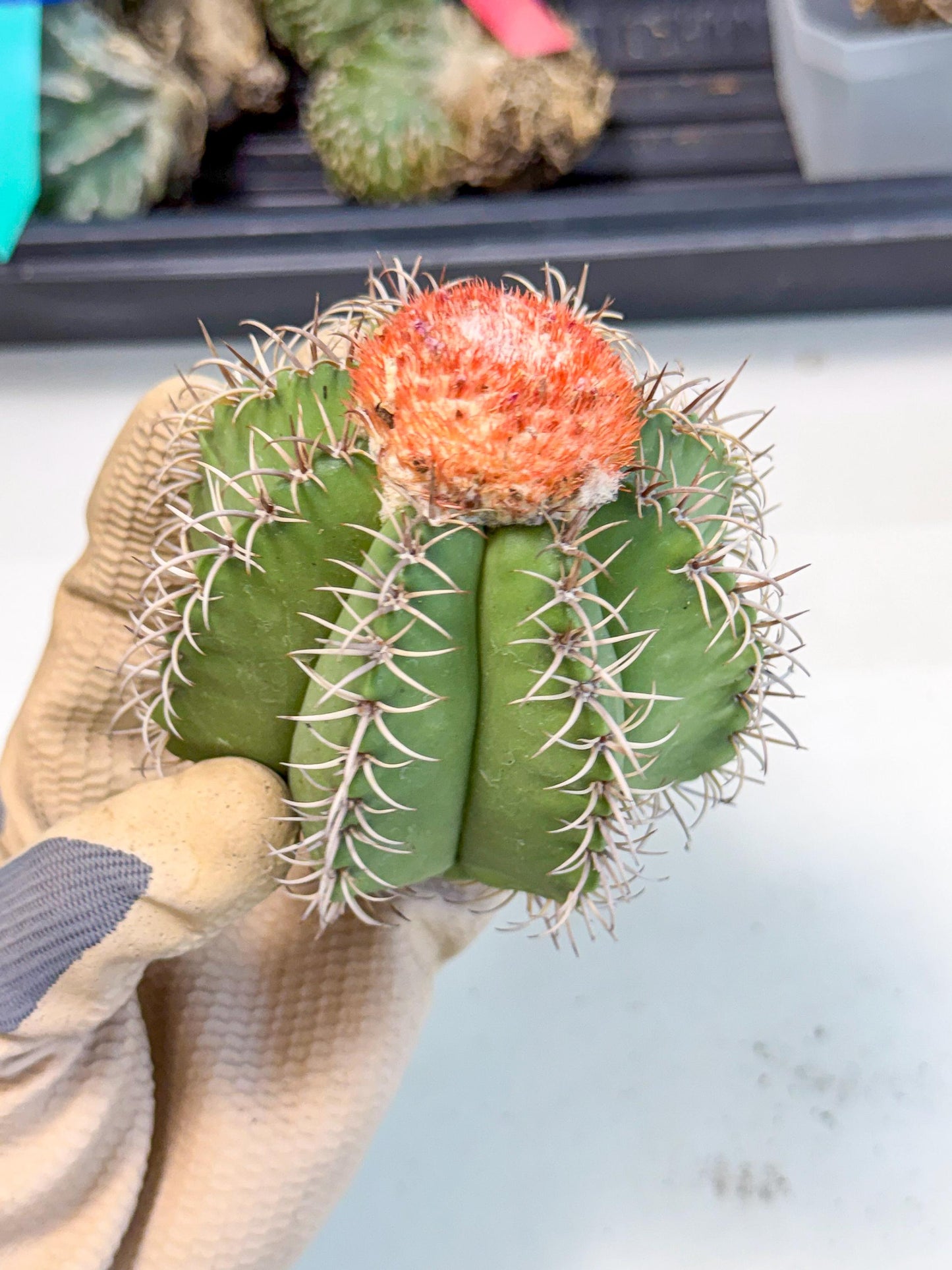 Cereus Geometrizans Matanzanus (g) | House Plant