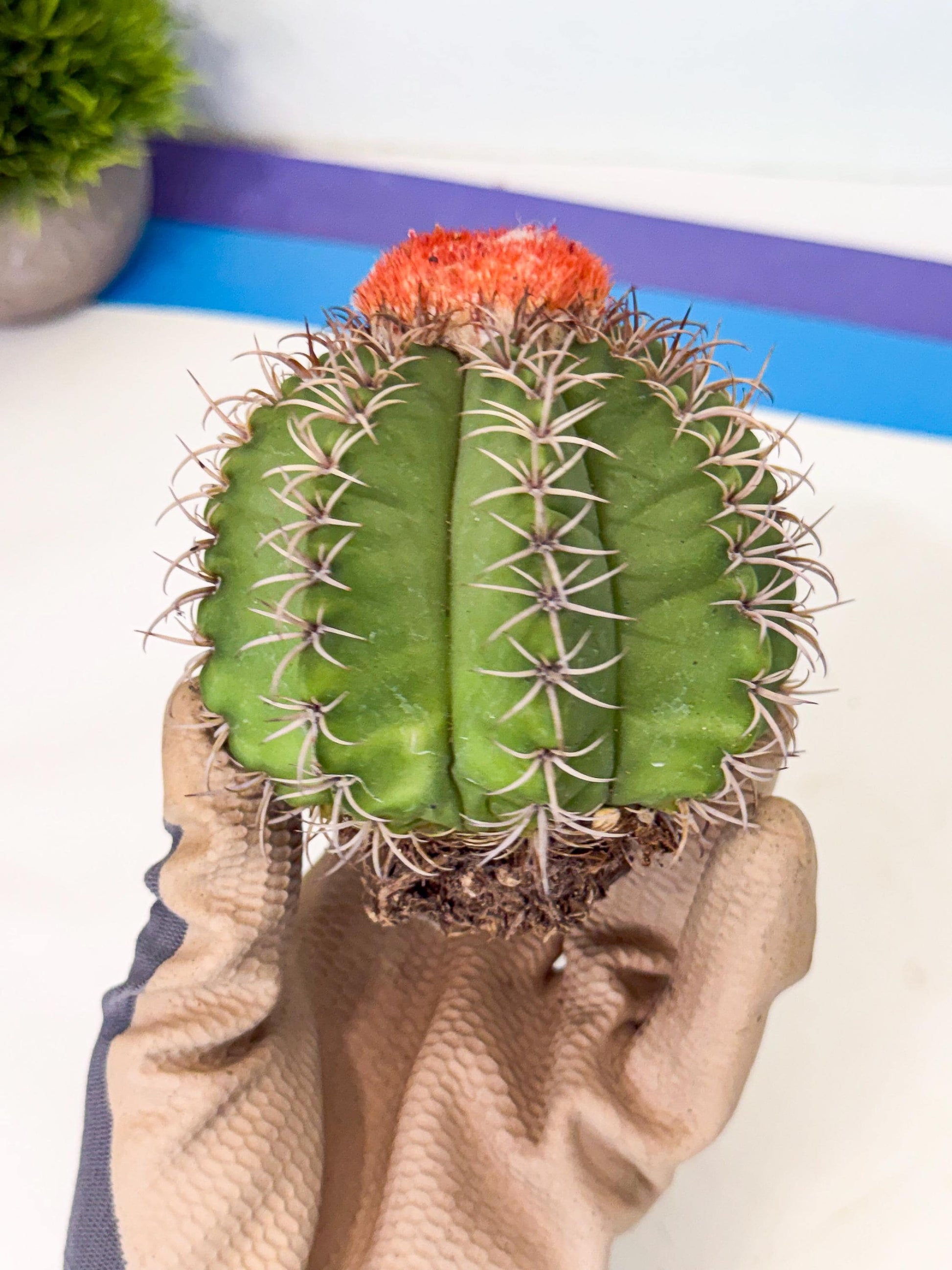 Cereus Geometrizans Matanzanus (g) | House Plant