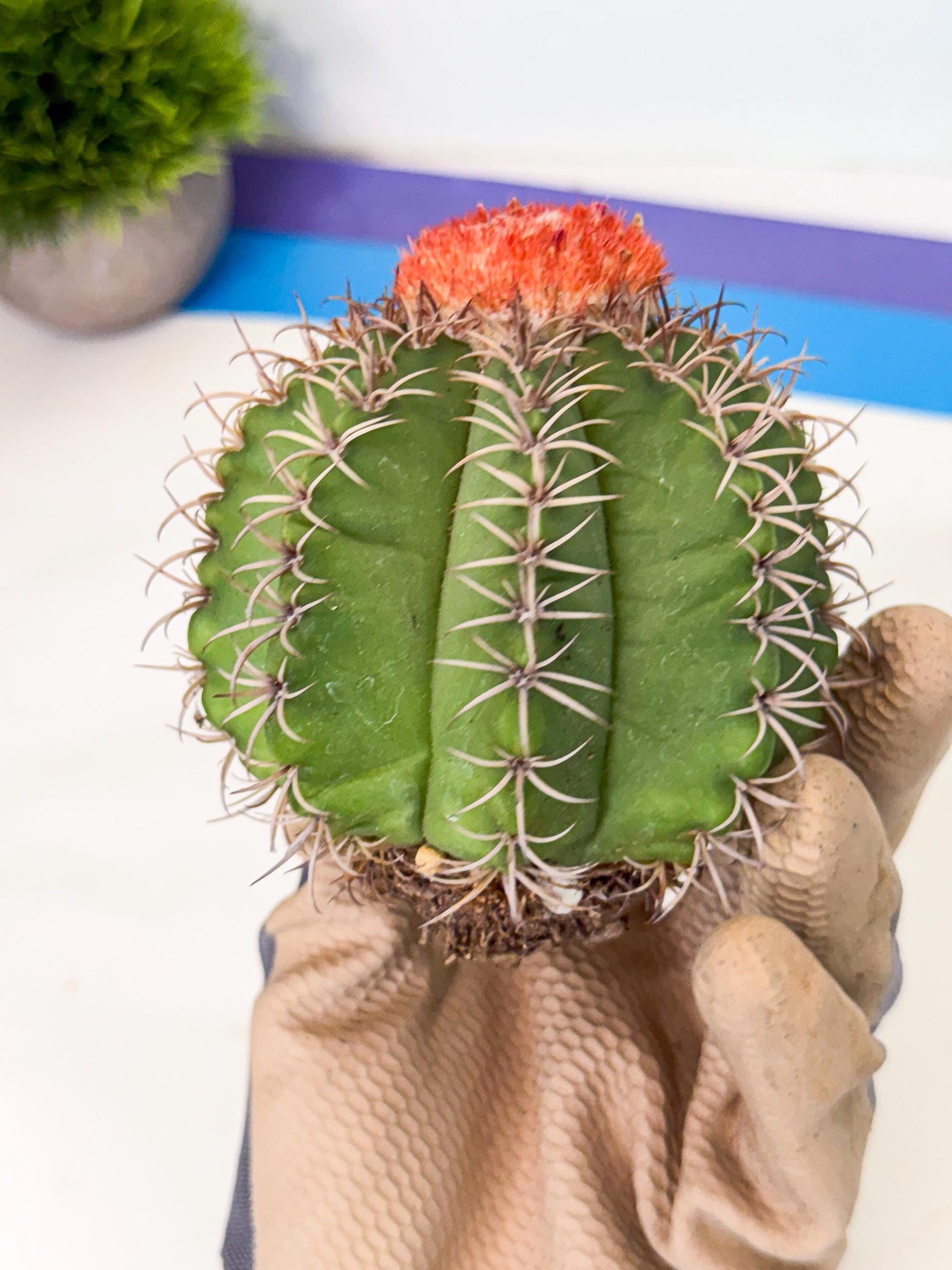 Cereus Geometrizans Matanzanus (g) | House Plant
