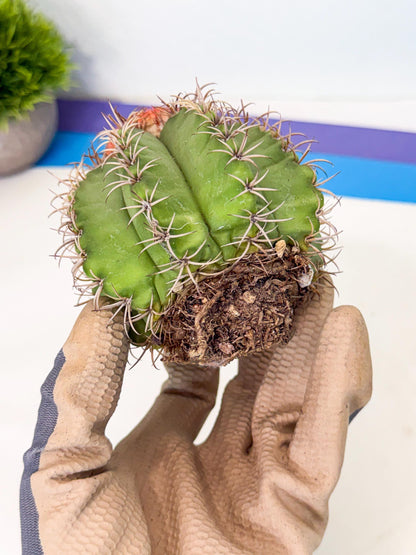 Cereus Geometrizans Matanzanus (g) | House Plant