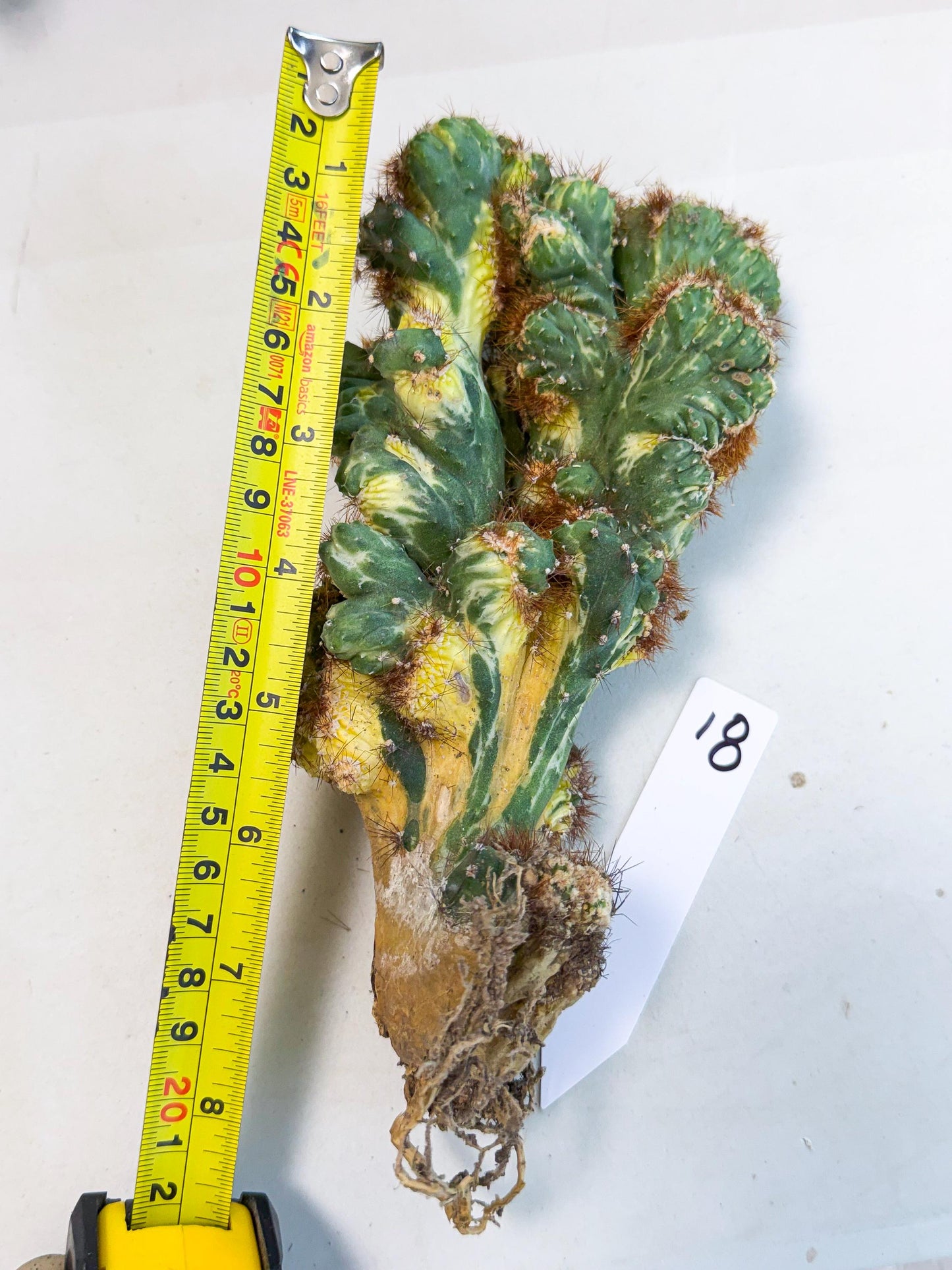 Cereus monstruosus Variegatus Hort (18) | Imported