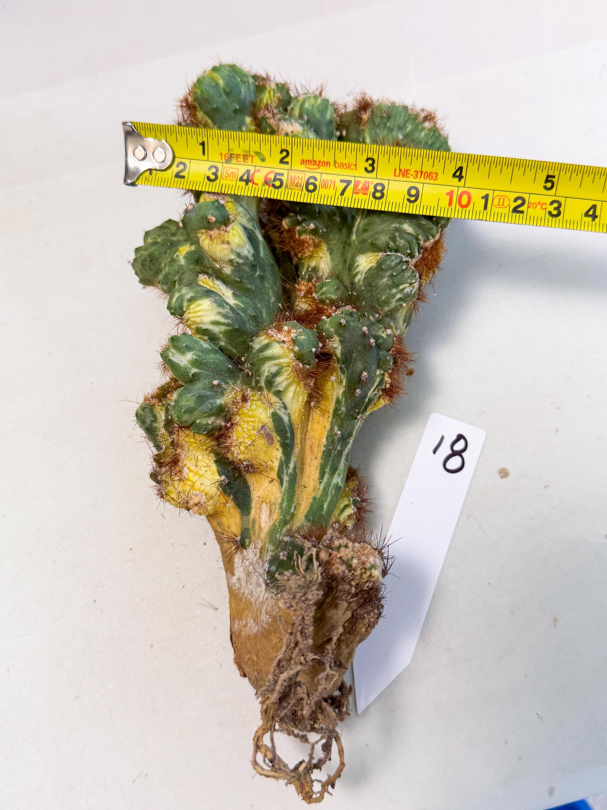 Cereus monstruosus Variegatus Hort (18) | Imported