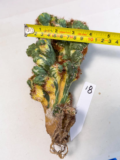 Cereus monstruosus Variegatus Hort (18) | Imported