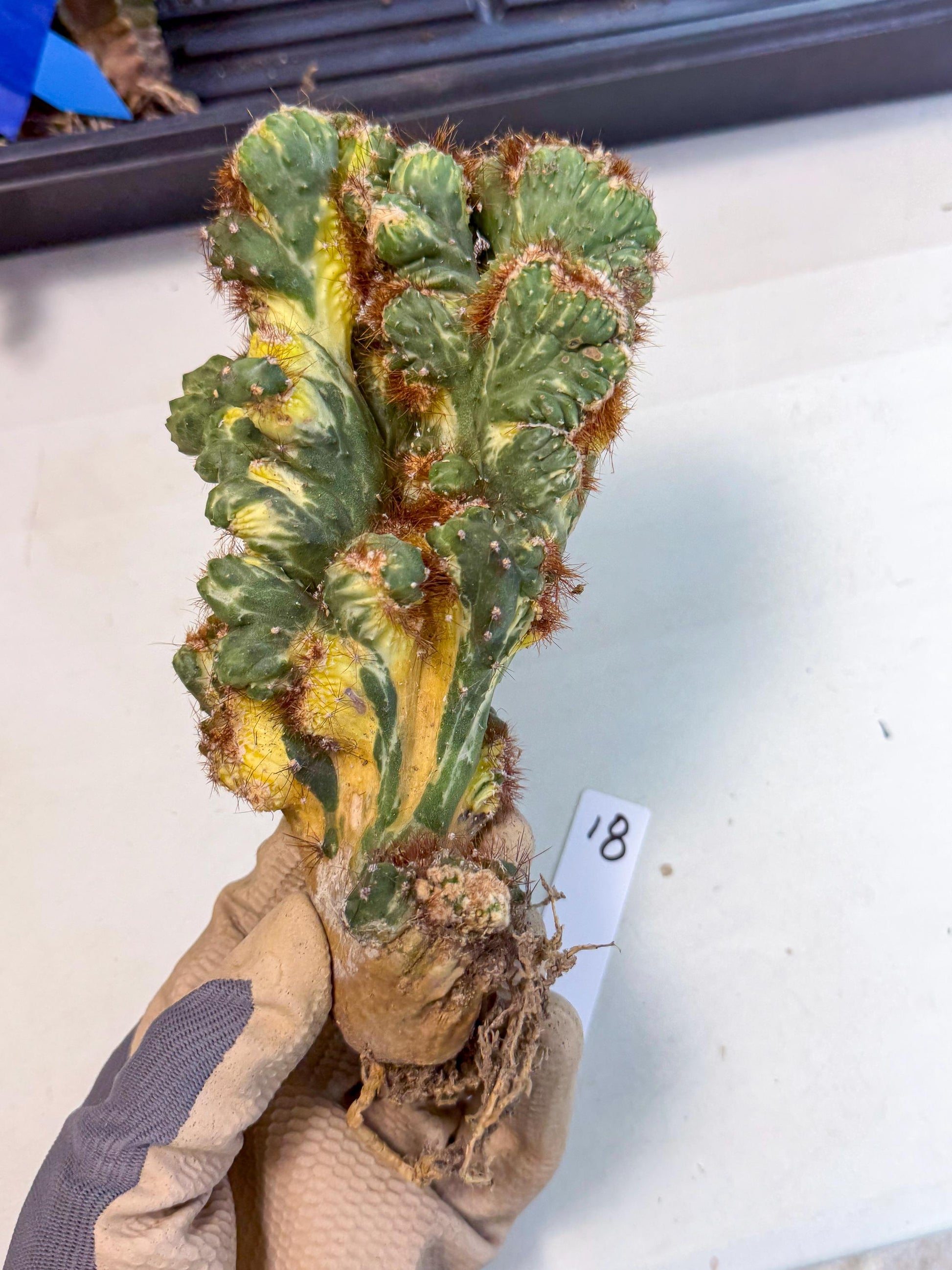 Cereus monstruosus Variegatus Hort (18) | Imported