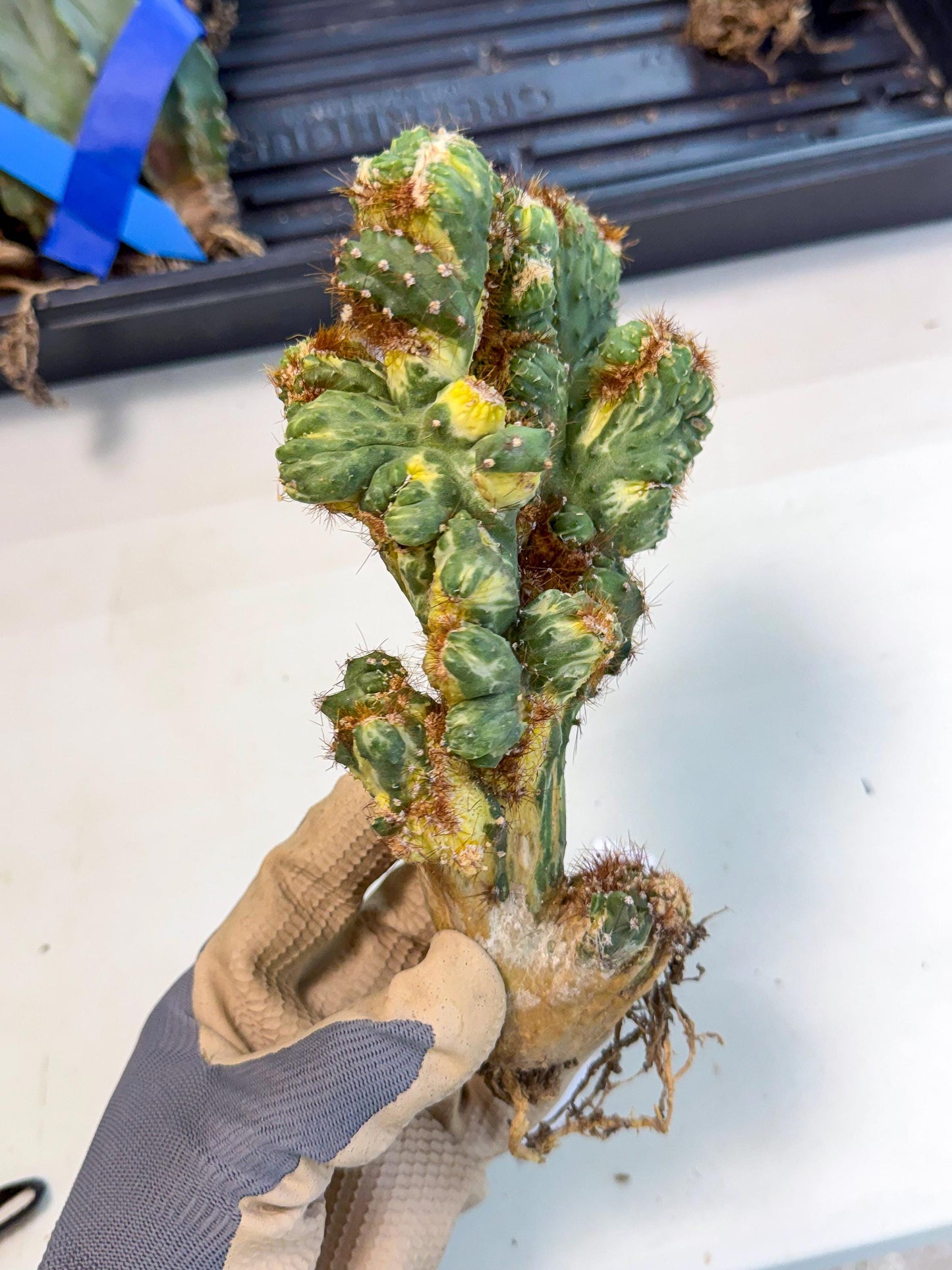 Cereus monstruosus Variegatus Hort (18) | Imported