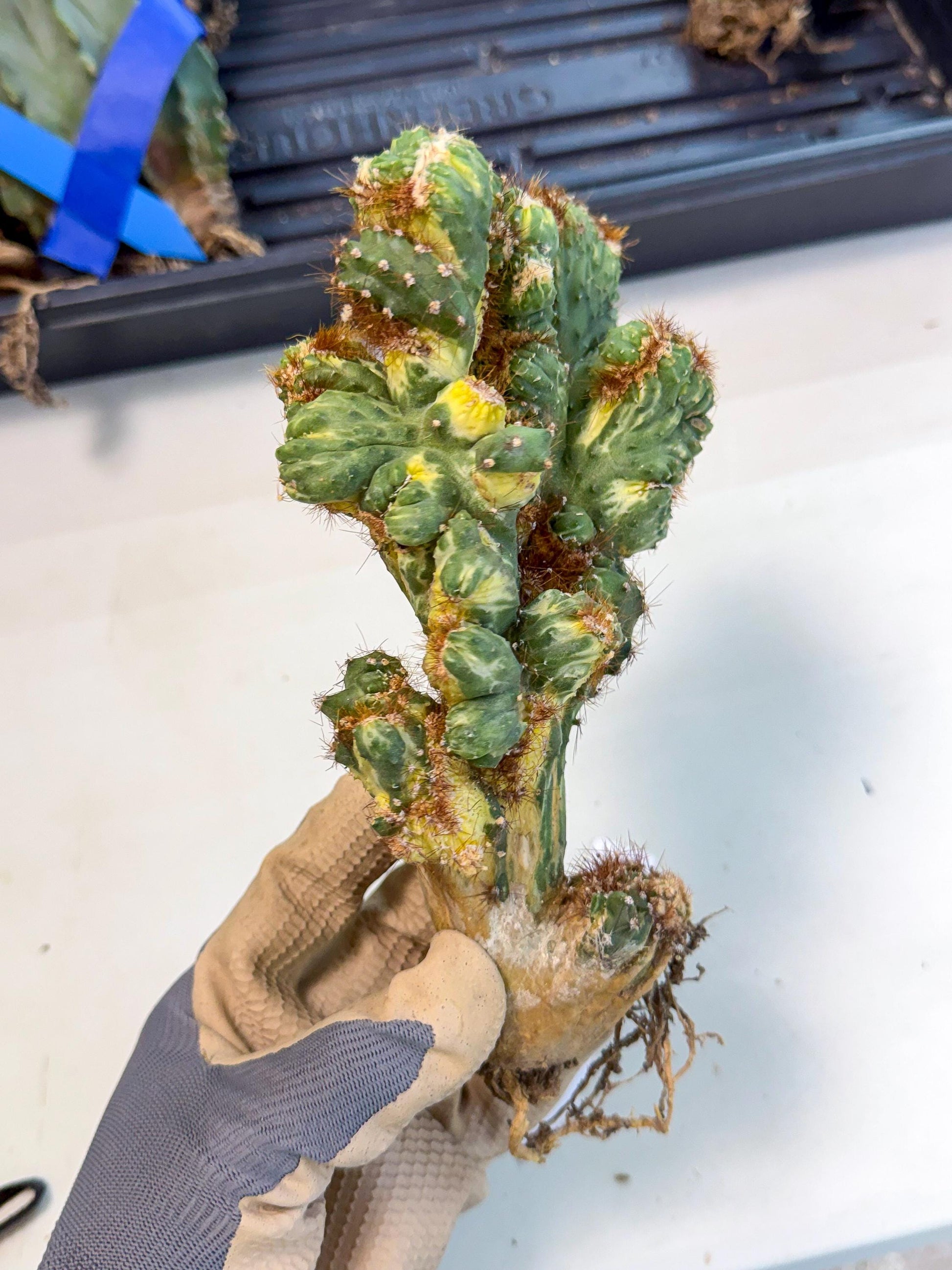 Cereus monstruosus Variegatus Hort (18) | Imported