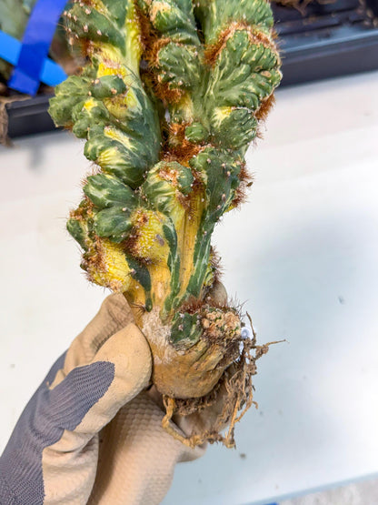 Cereus monstruosus Variegatus Hort (18) | Imported