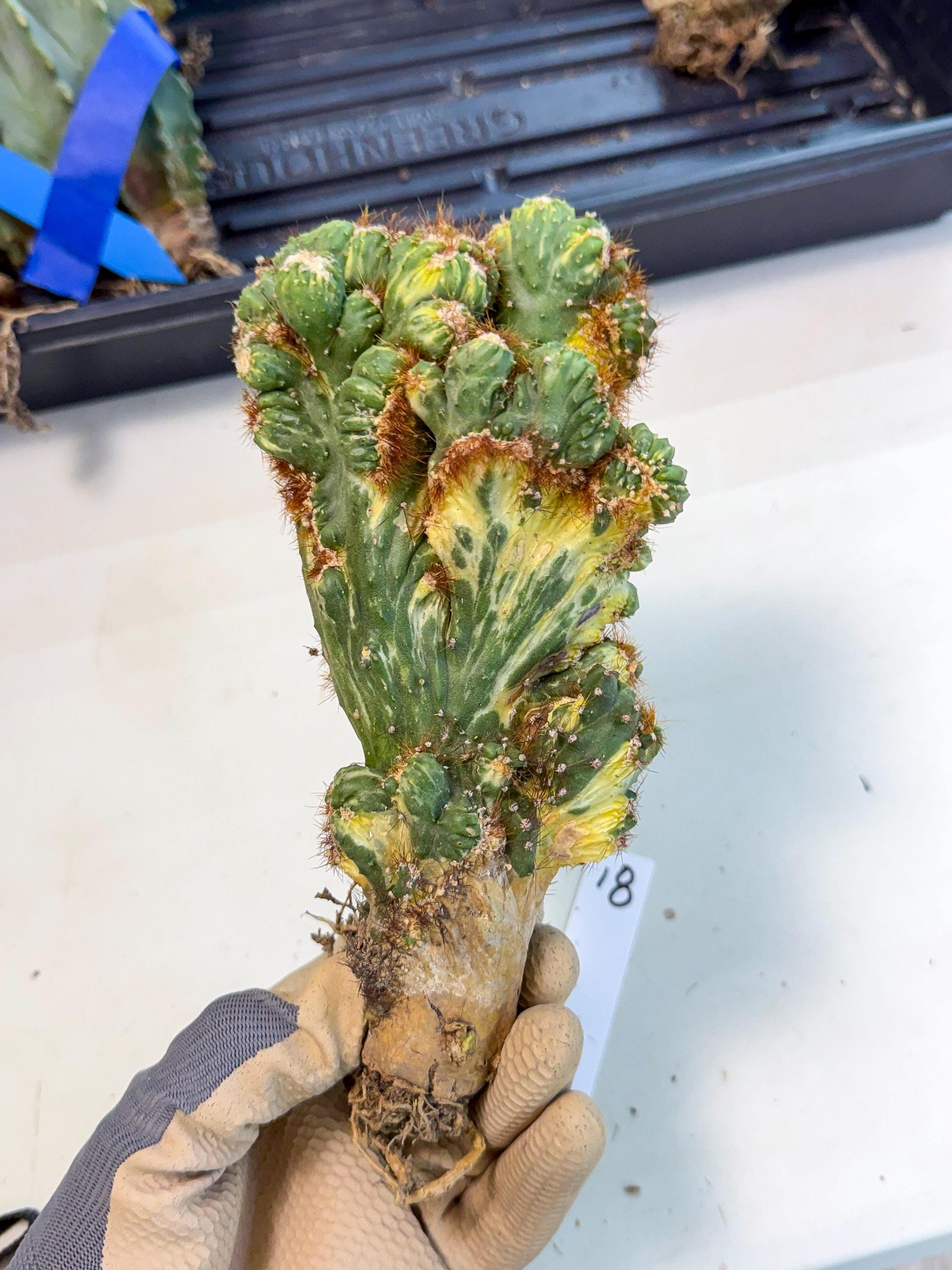 Cereus monstruosus Variegatus Hort (18) | Imported