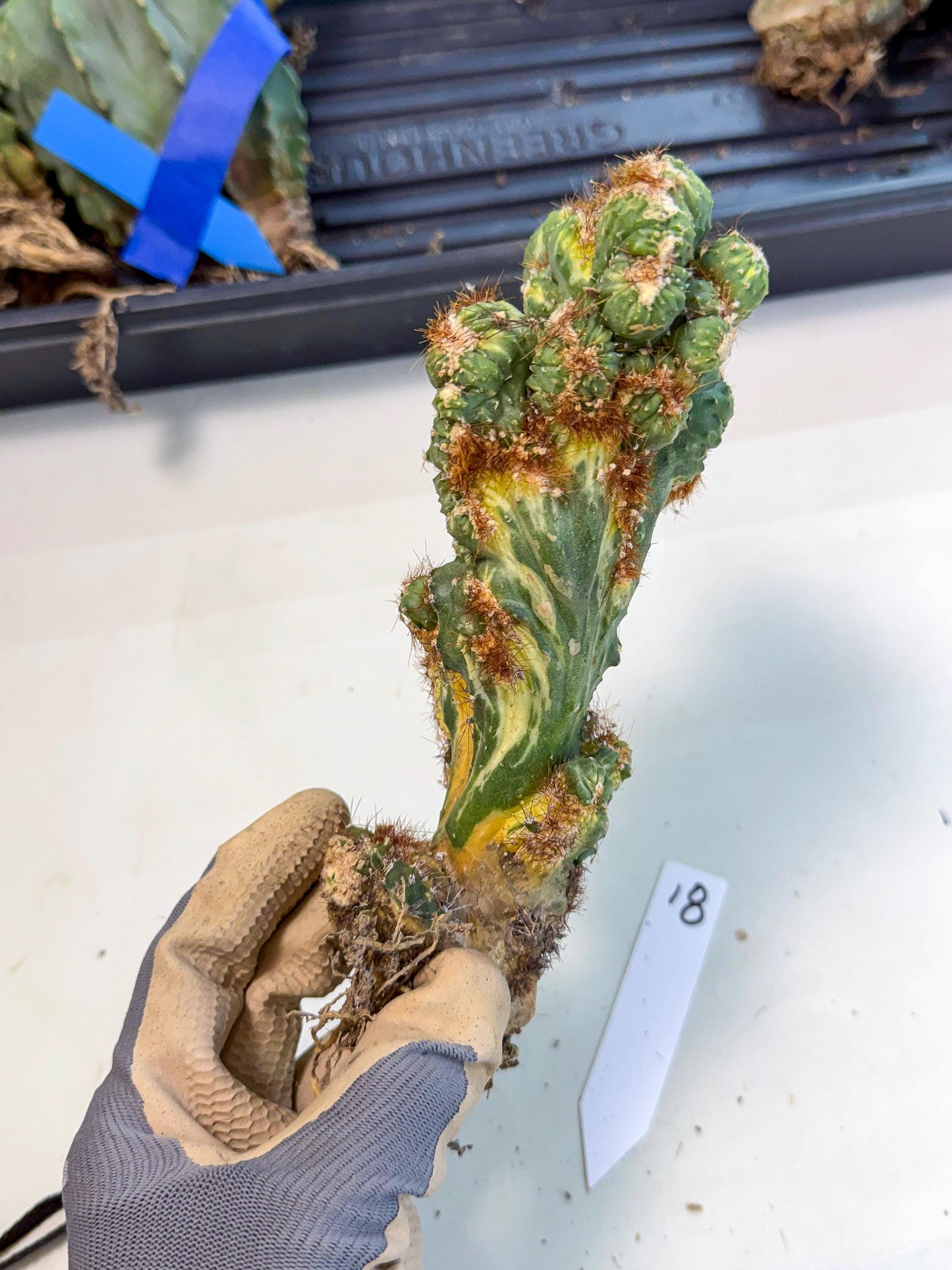Cereus monstruosus Variegatus Hort (18) | Imported