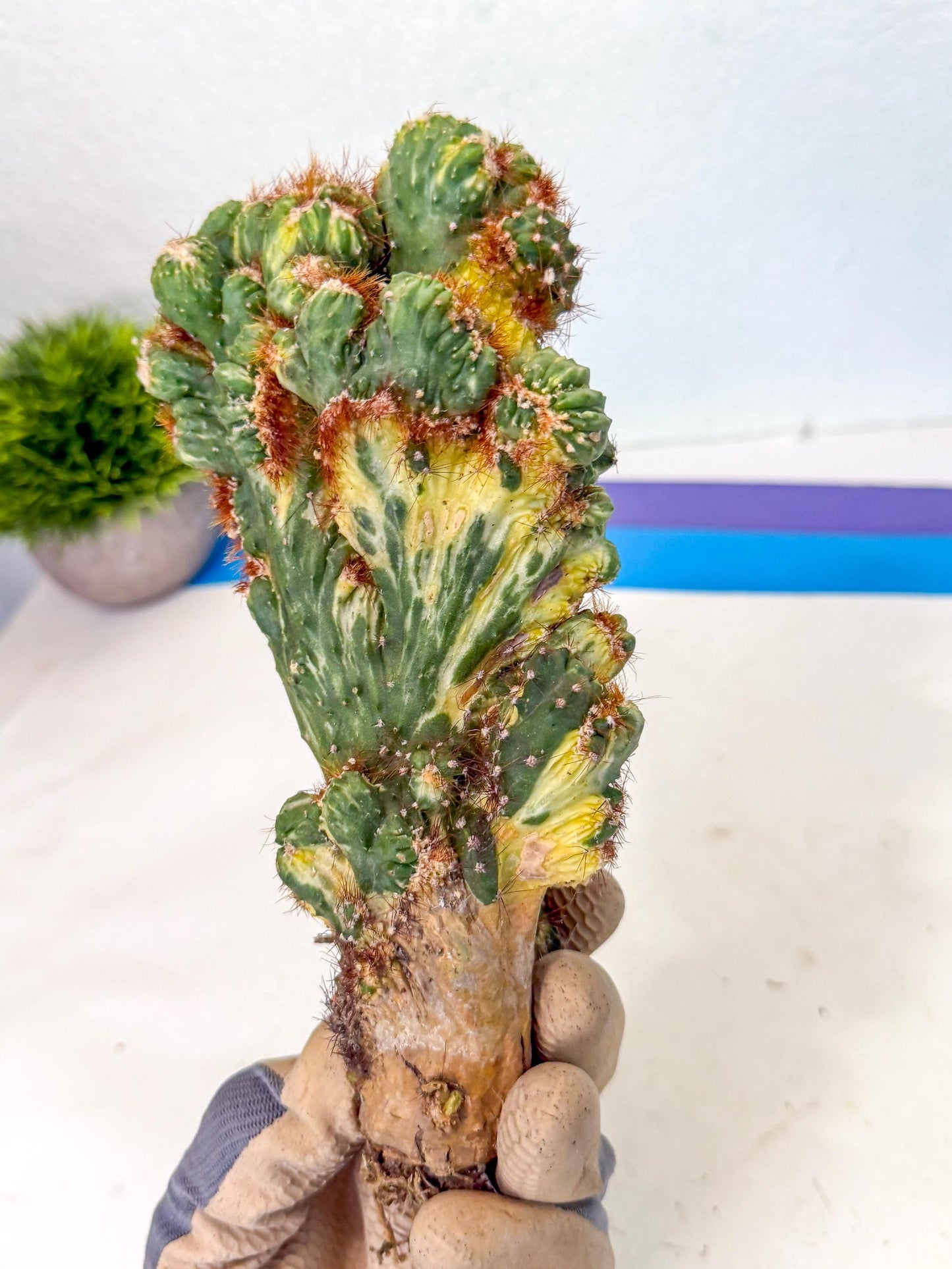 Cereus monstruosus Variegatus Hort (18) | Imported