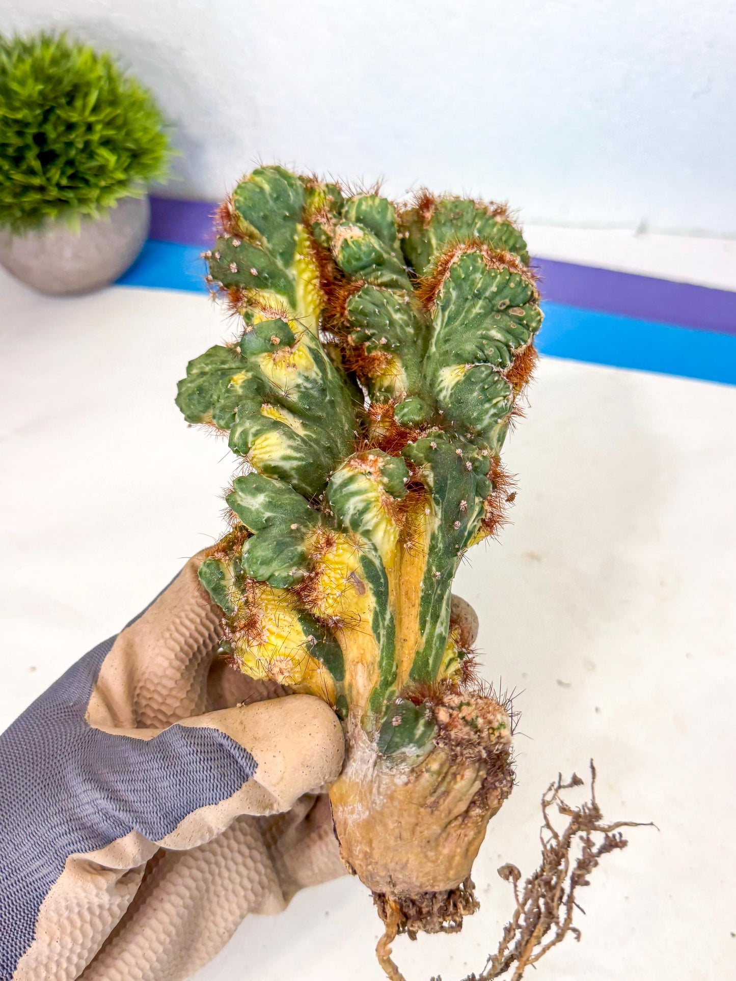 Cereus monstruosus Variegatus Hort (18) | Imported