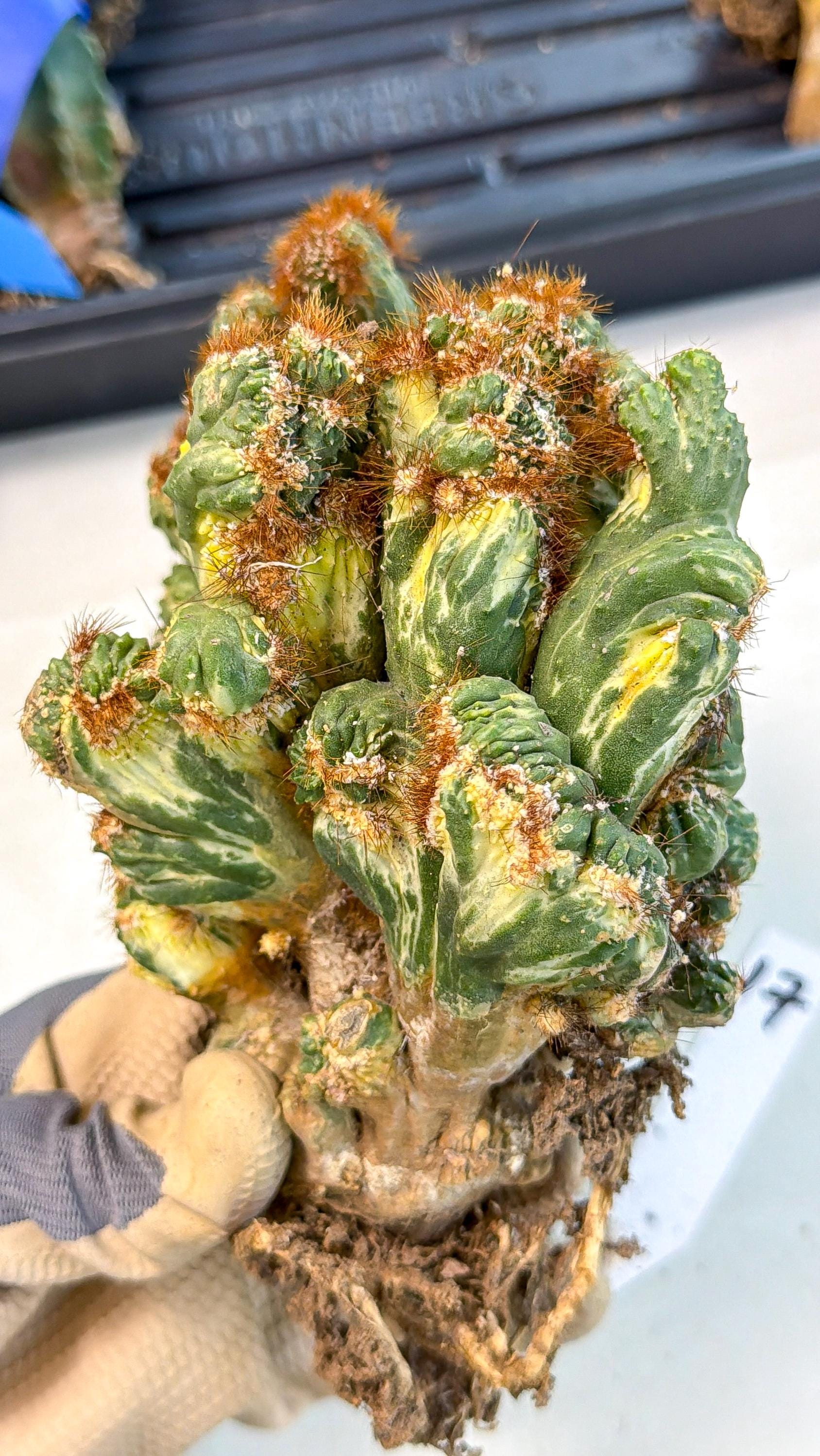 Cereus monstruosus Variegatus Hort (17) | Imported