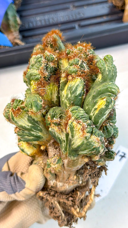 Cereus monstruosus Variegatus Hort (17) | Imported