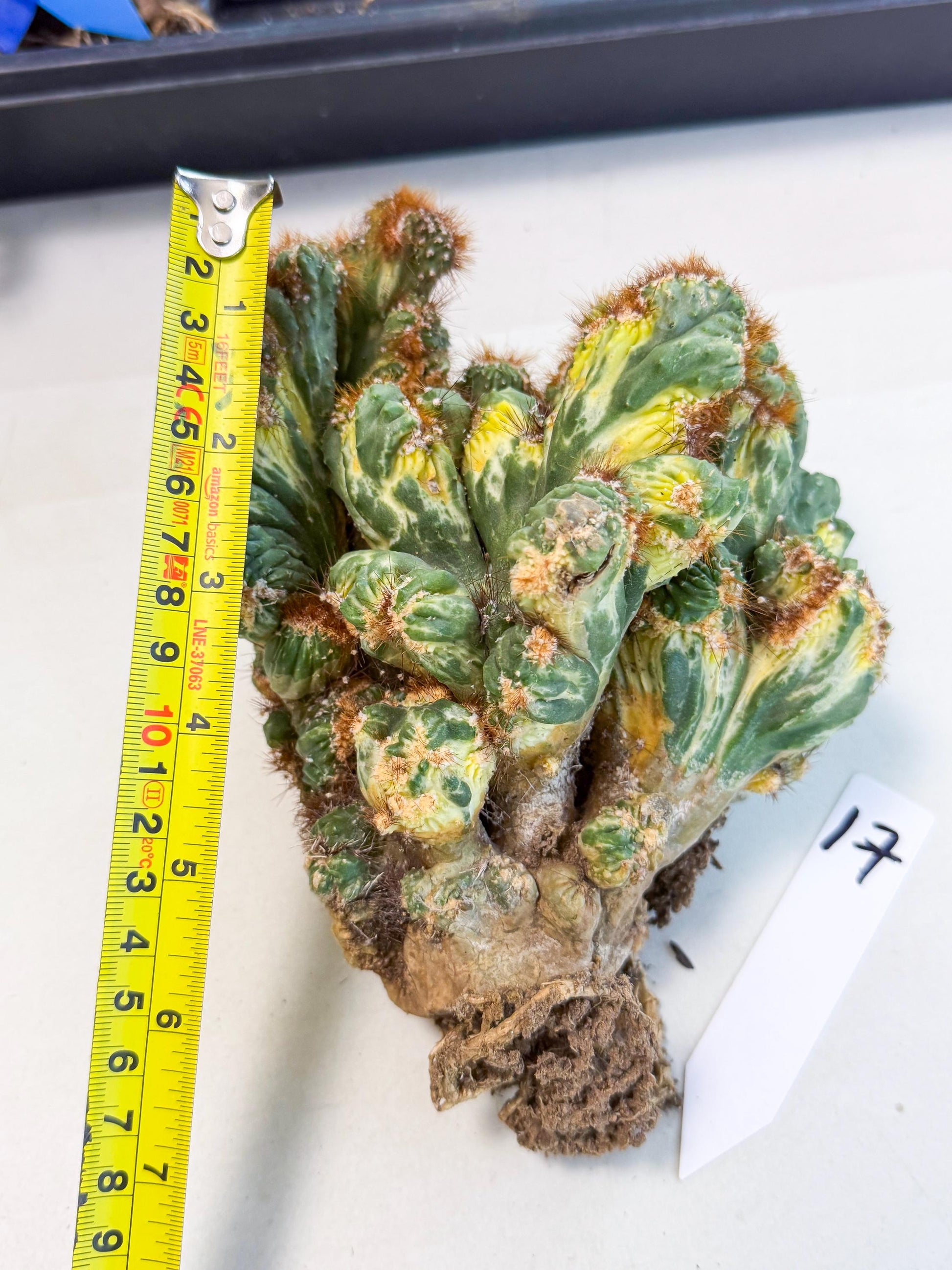 Cereus monstruosus Variegatus Hort (17) | Imported