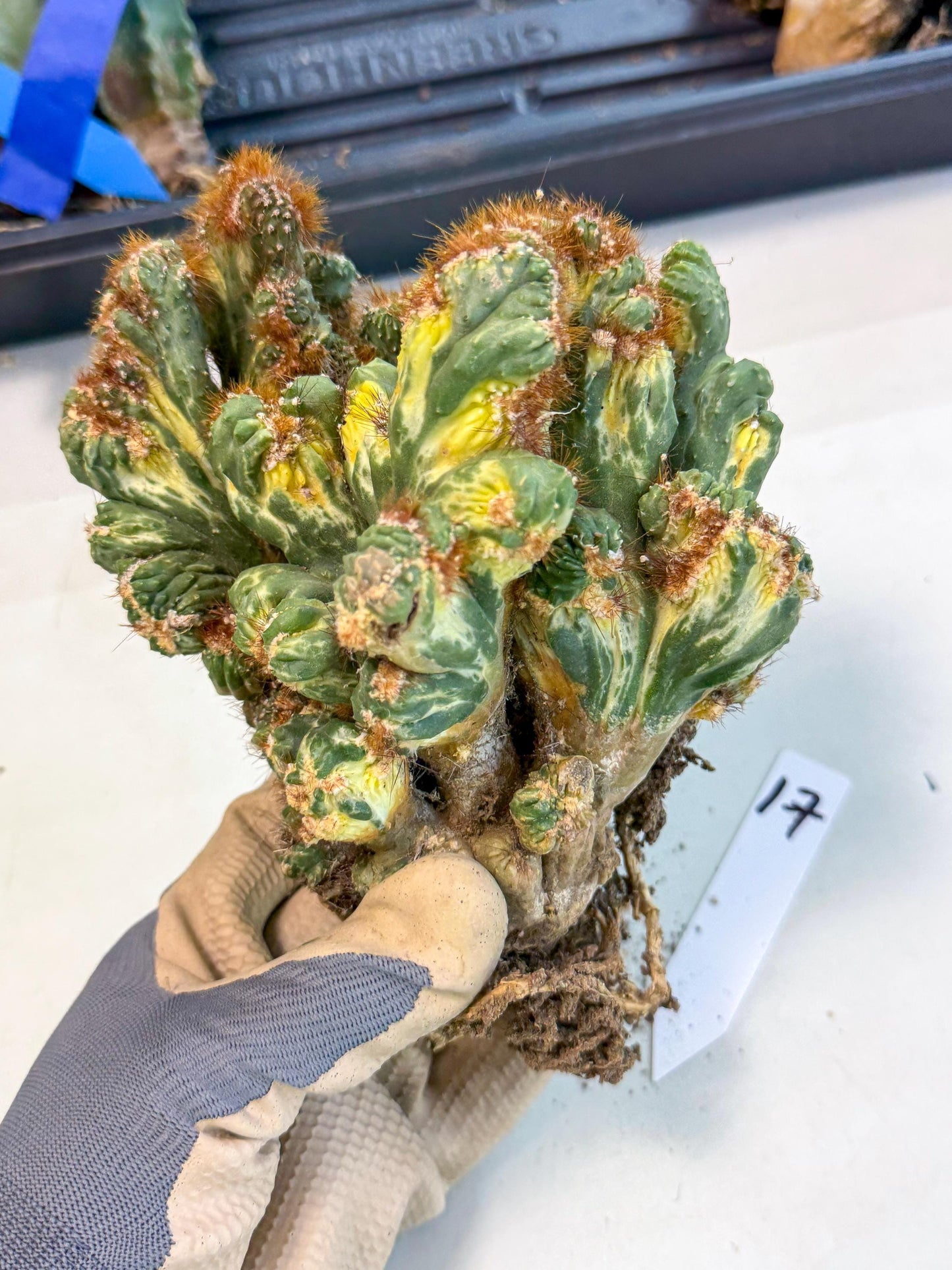 Cereus monstruosus Variegatus Hort (17) | Imported