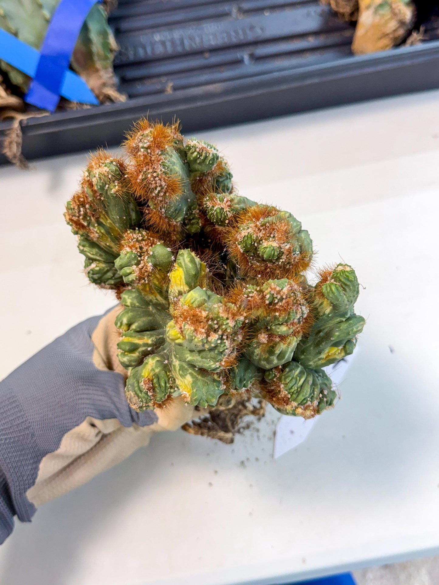 Cereus monstruosus Variegatus Hort (17) | Imported