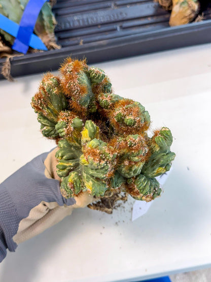 Cereus monstruosus Variegatus Hort (17) | Imported