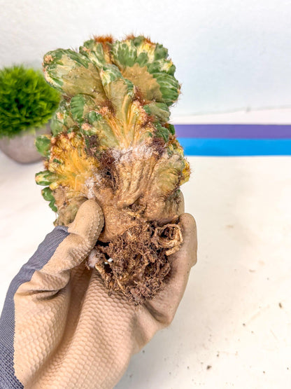Cereus monstruosus Variegatus Hort (17) | Imported