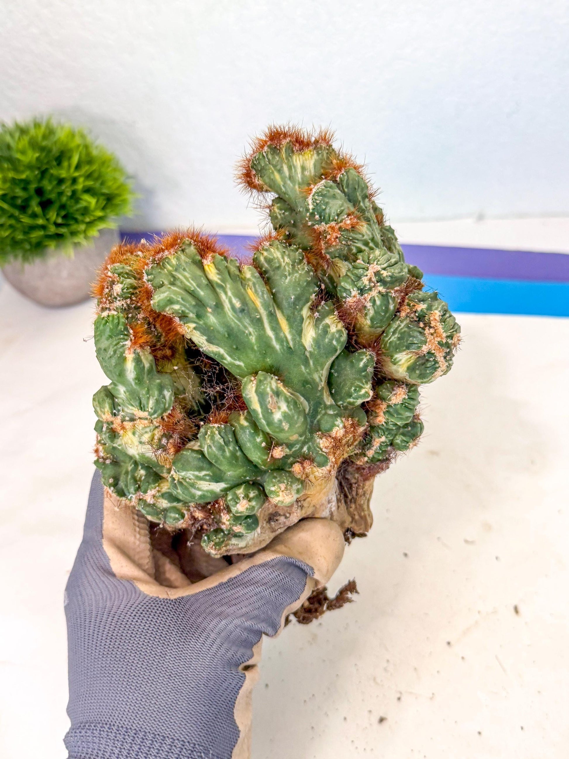 Cereus monstruosus Variegatus Hort (17) | Imported