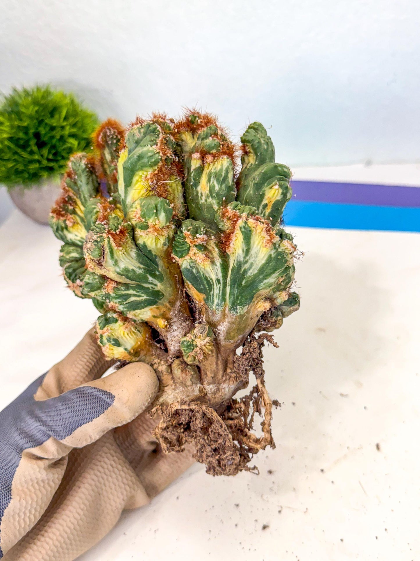 Cereus monstruosus Variegatus Hort (17) | Imported