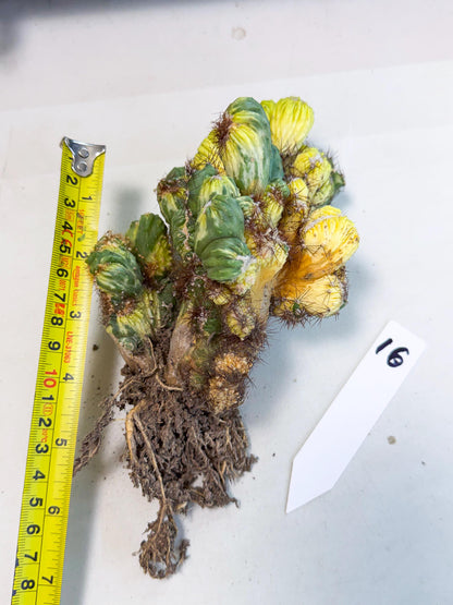 Cereus monstruosus Variegatus Hort (16) | Imported