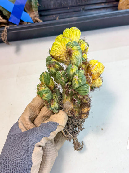 Cereus monstruosus Variegatus Hort (16) | Imported
