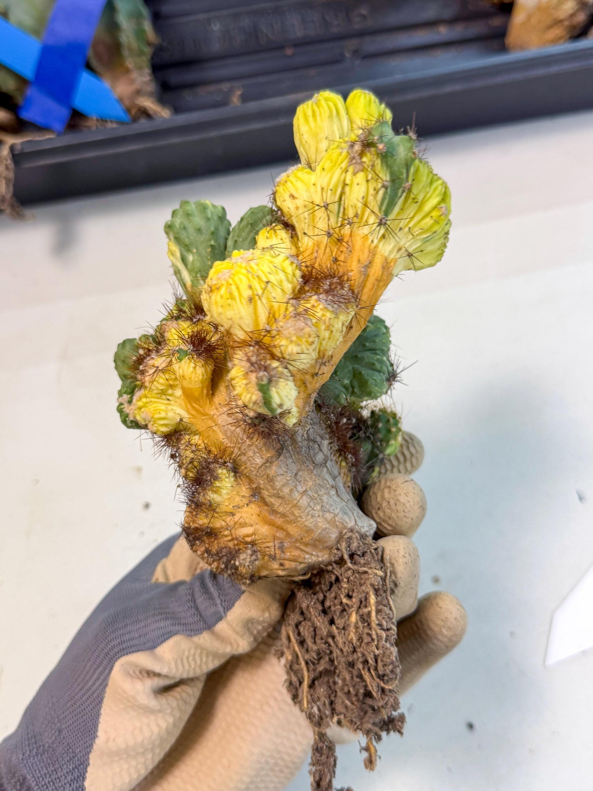 Cereus monstruosus Variegatus Hort (16) | Imported