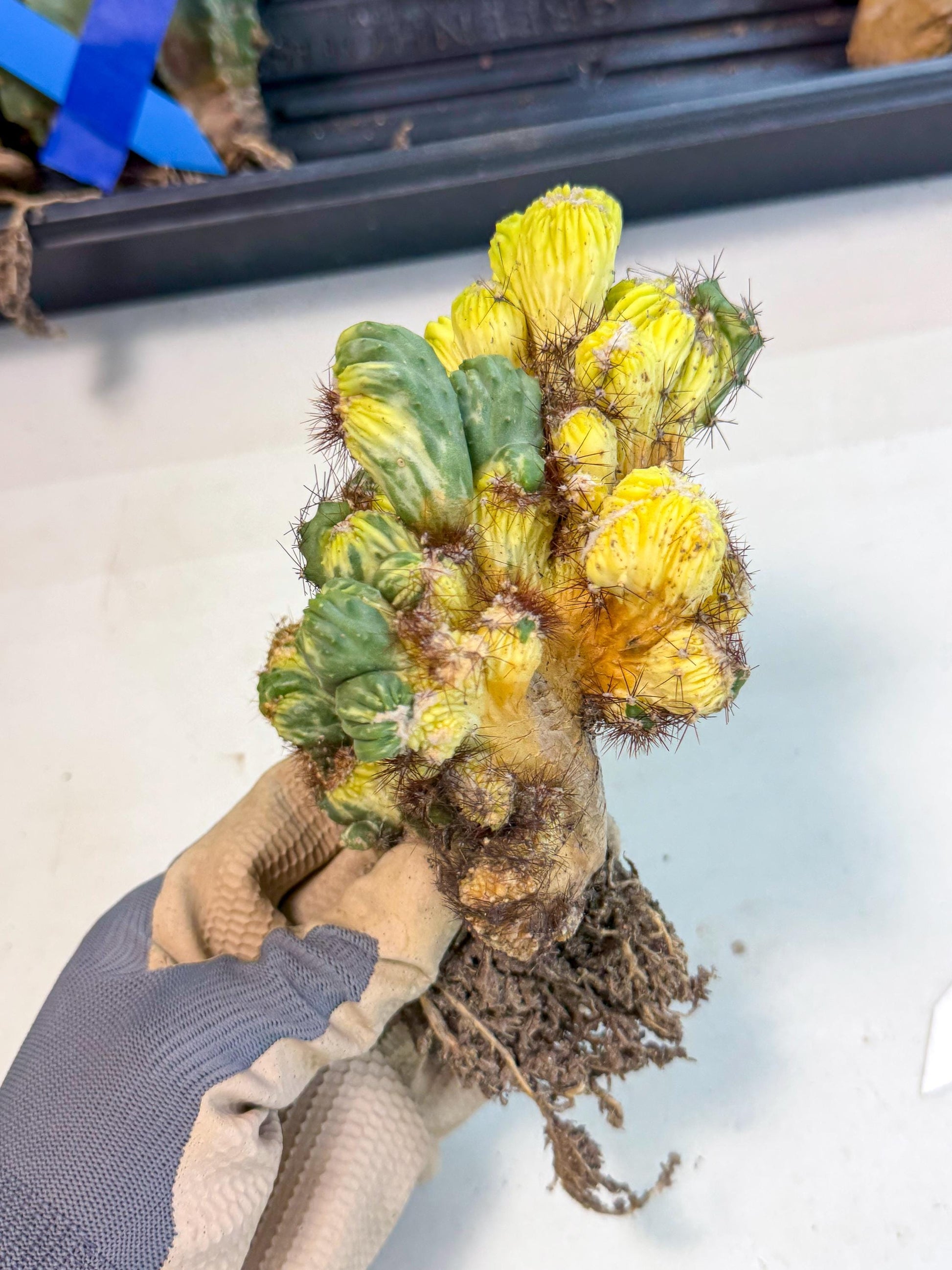Cereus monstruosus Variegatus Hort (16) | Imported