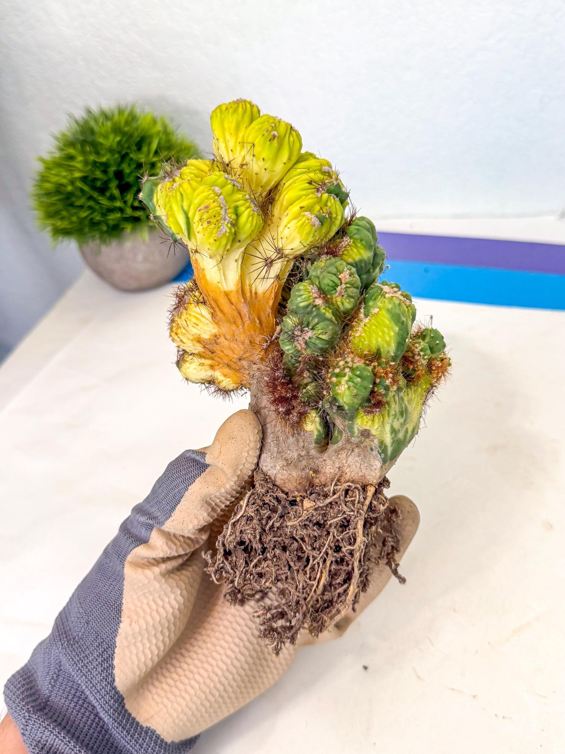 Cereus monstruosus Variegatus Hort (16) | Imported