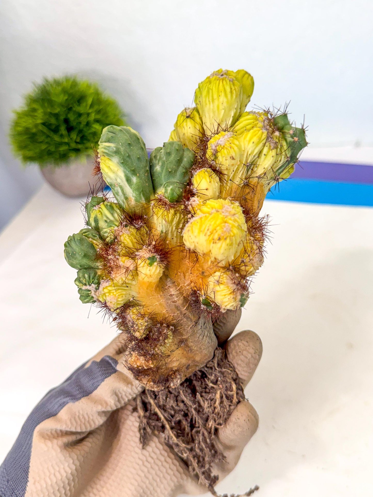 Cereus monstruosus Variegatus Hort (16) | Imported