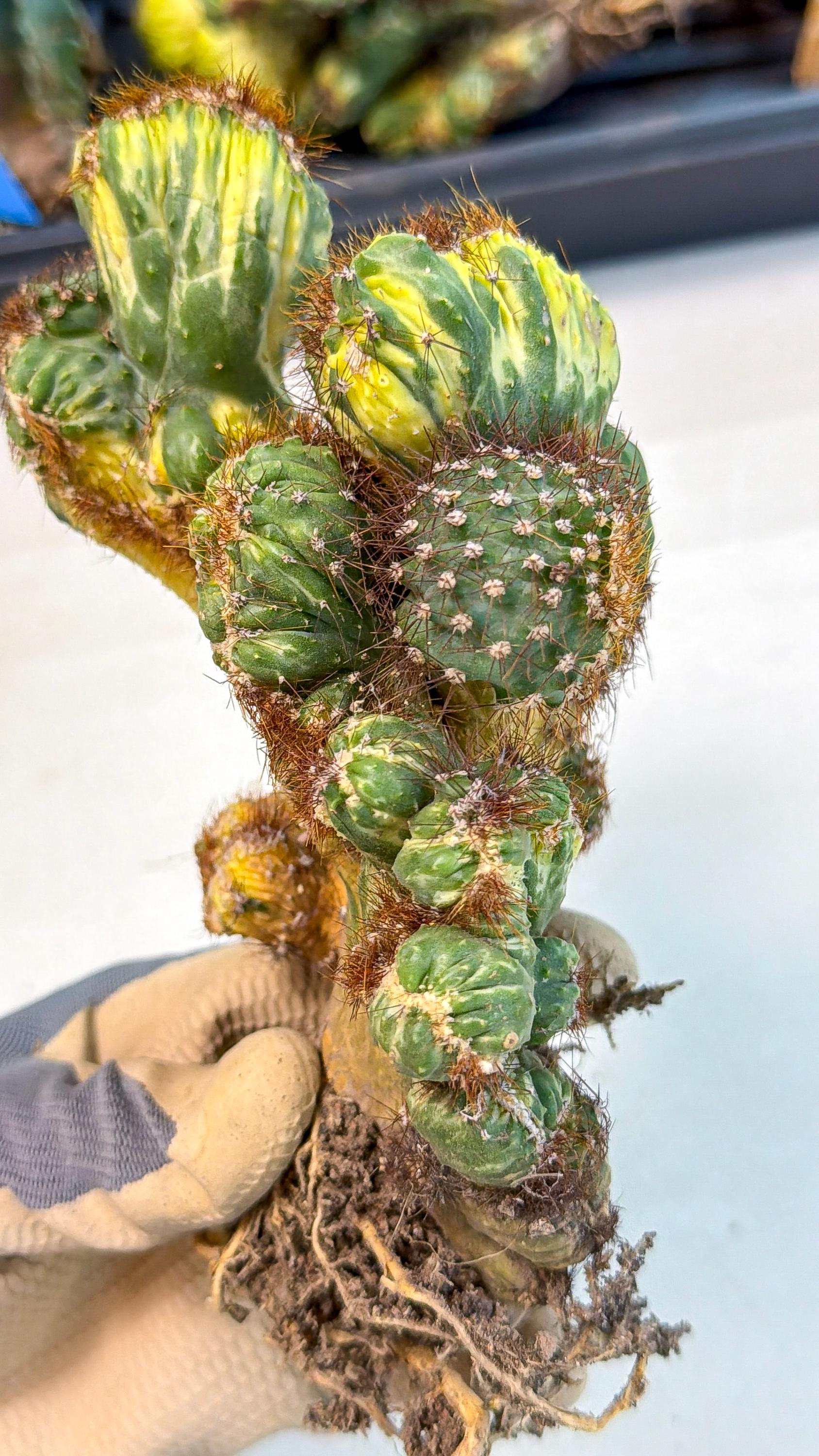 Cereus monstruosus Variegatus Hort (15) | Imported