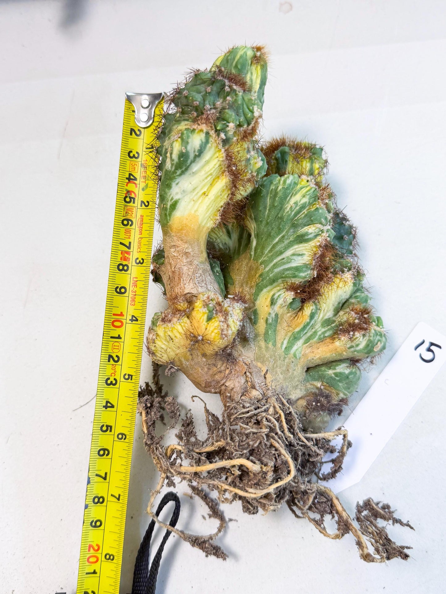 Cereus monstruosus Variegatus Hort (15) | Imported